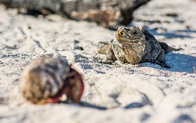 Benefits to the park